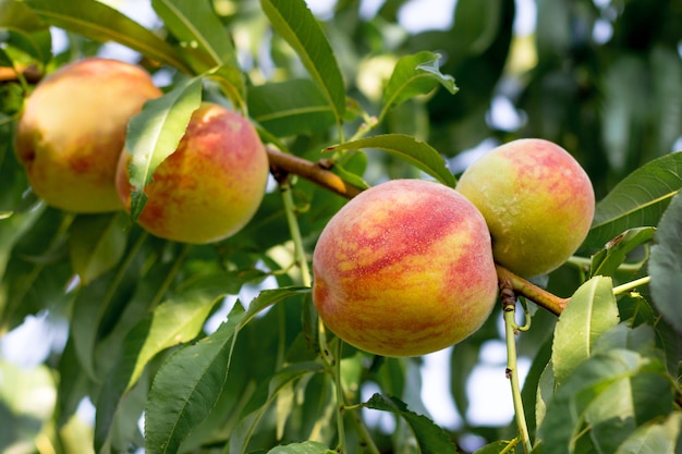 Juicy ripe peaches on a tree in sunny weather