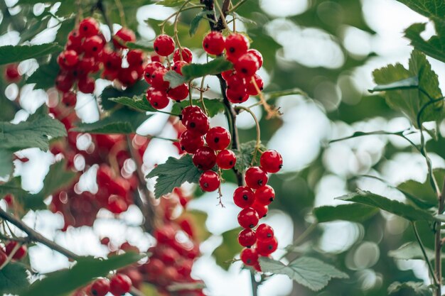 Juicy ripe red berries of red-flowering currant hanging on branch of bush with green leaves in garden. Vitamins, summer.