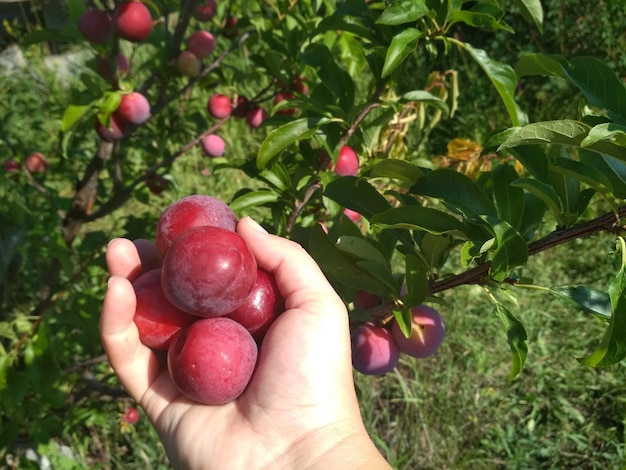 juicy ripe red plums in hand sunny afternoon gardening gardening rural life nature