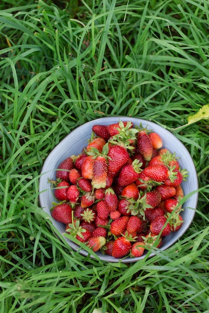 Foto fragole succose e mature in una ciotola sull'erba