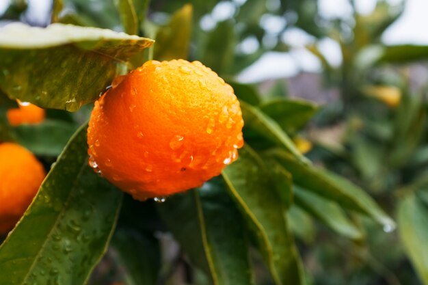 Juicy ripe Tangerine on a branch in a green garden with drops of moisture.