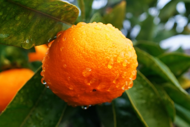 Juicy ripe Tangerine on a branch in a green garden with drops of moisture.