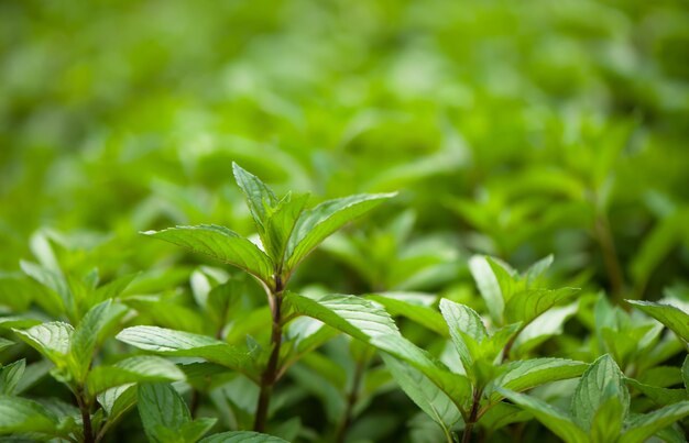 Juicy summer greens. Mint plant grow at the vegetable garden