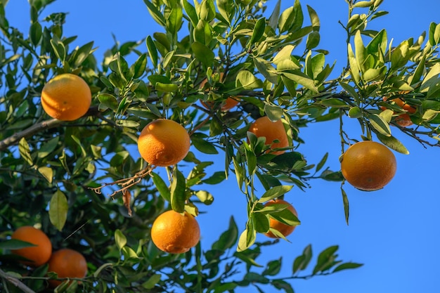 Photo juicy tangerines on tree branches in a tangerine garden 3