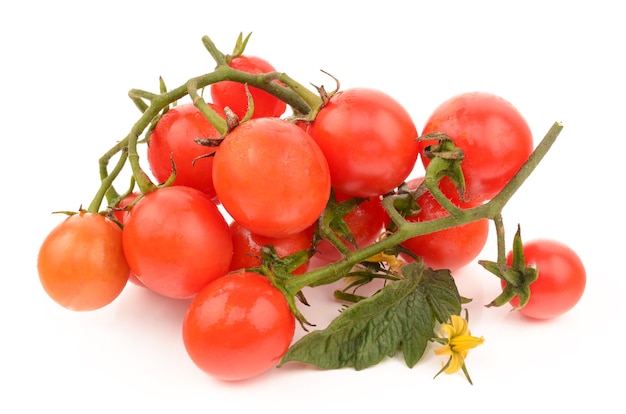 Juicy tomatoes on white