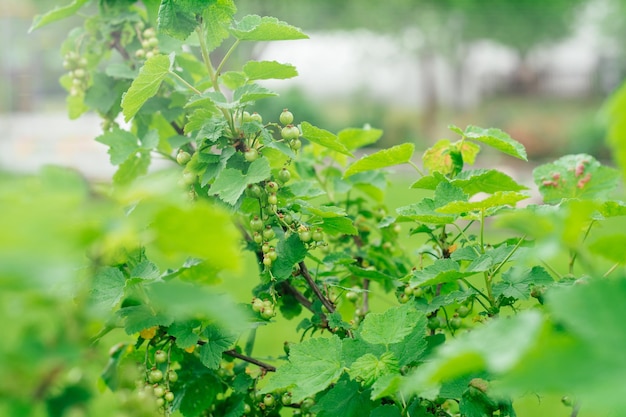 Сочные незрелые зеленые ягоды красной смородины, растущие на ветке большого куста с листьями в саду. Витамины, лето, урожай, сохранение, вегетарианство, концепция природы. Мягкий фокус, пространство для копирования.