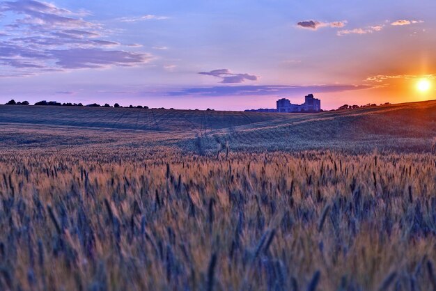 Juicy wheat field in bright sunlight