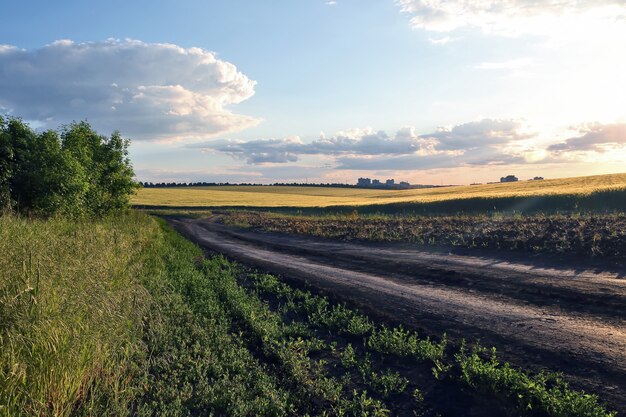 Campo di grano succoso in pieno sole