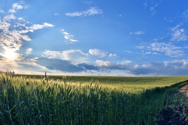 Juicy wheat field in bright sunlight