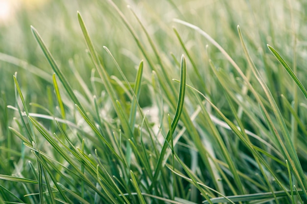 Сочная молодая зеленая трава на фоне лета и весны