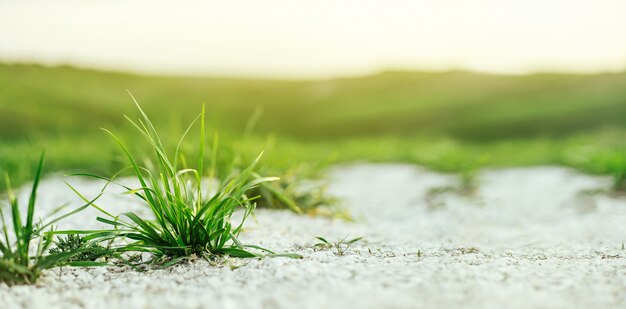 Juicy young green grass sprouting from chalk on a wall of a blurred green meadow and sunset. A beautiful, artistic image of a summer or spring meadow, the freshness of nature.  Banner format wit