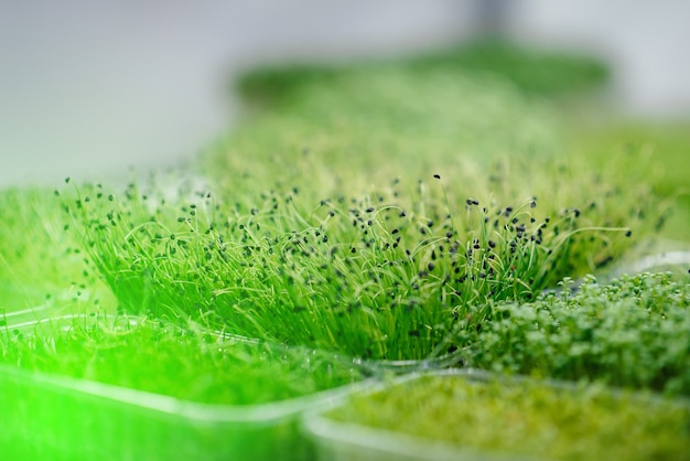 Juicy and young sprouts of micro greens in the greenhouse. Growing seeds. Healthy eating.