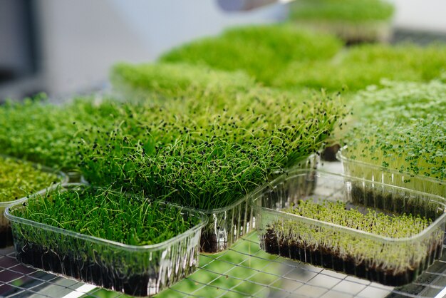 Juicy and young sprouts of micro greens in the greenhouse. Growing seeds. Healthy eating.