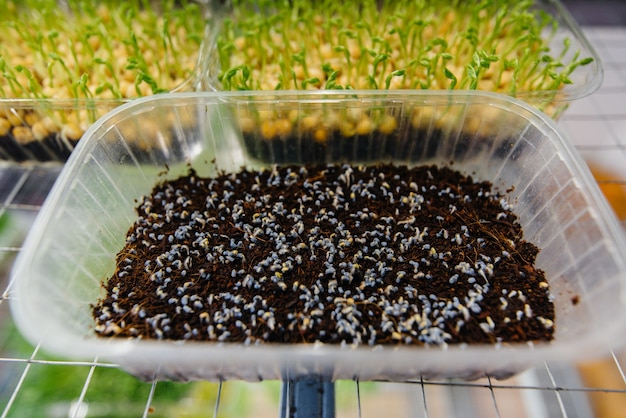 Succosi e giovani germogli di micro verdure in serra. semi in crescita. mangiare sano.