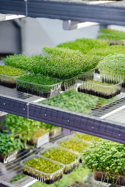 Juicy and young sprouts of micro greens in the greenhouse. Growing seeds. Healthy eating.