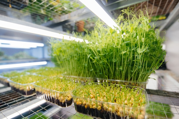 Juicy and young sprouts of micro greens in the greenhouse. Growing seeds. Healthy eating.