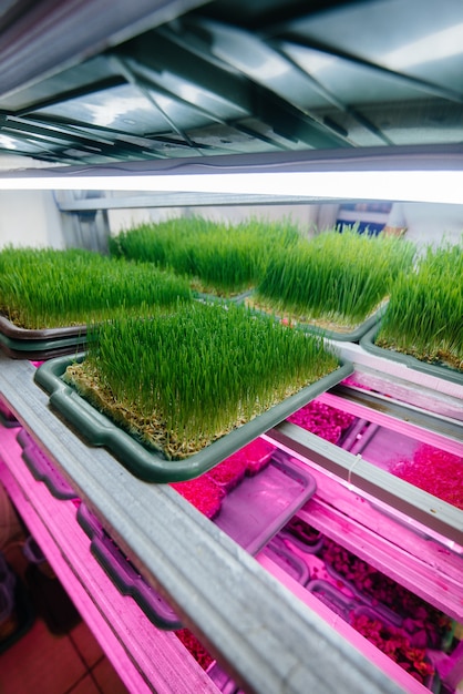 Juicy and young sprouts of micro greens in the greenhouse