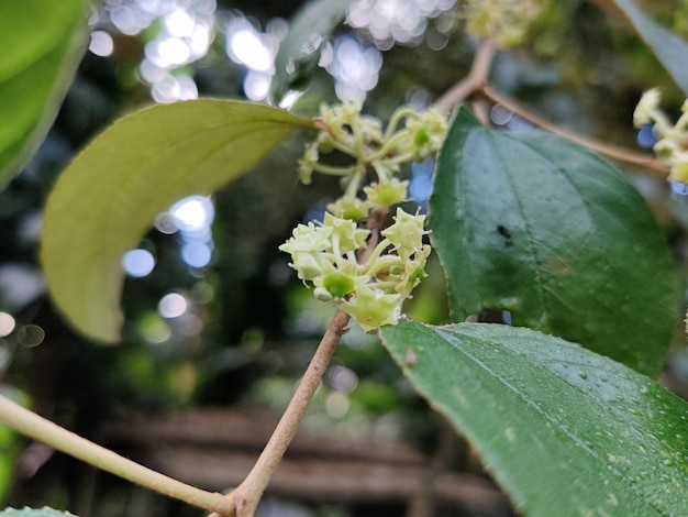 木の上のナツメの花のクローズ アップ。