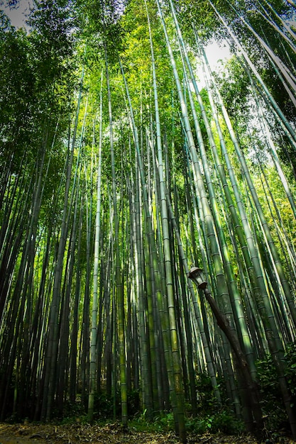 Juknokwon bamboo forest