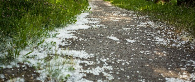 草の中の7月の綿毛