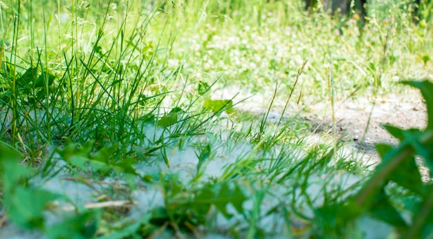 July fluff in the grass