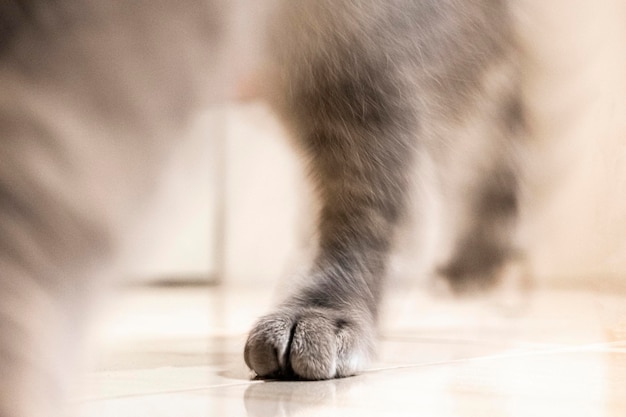 Jump preparation Domestic tabby cat Blurred focus long exposure Running cat paw CloseUp Cat foot Speed concept Fast moving