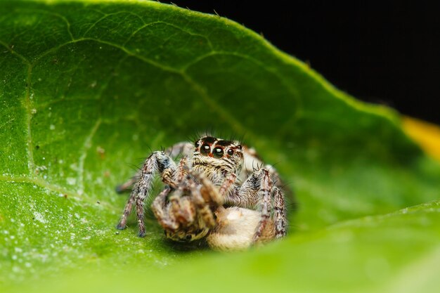 Jumper spider on green leaf