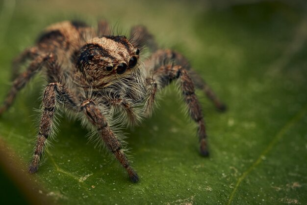 A Jumper Spider looking perched on a green leaf