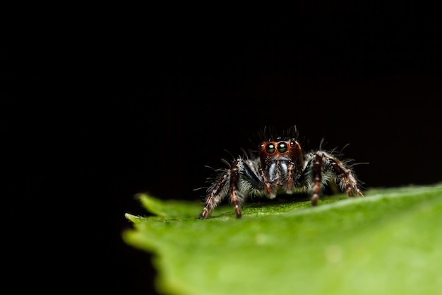 Jumper spin op groen blad