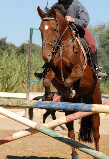 Jumping brown horse