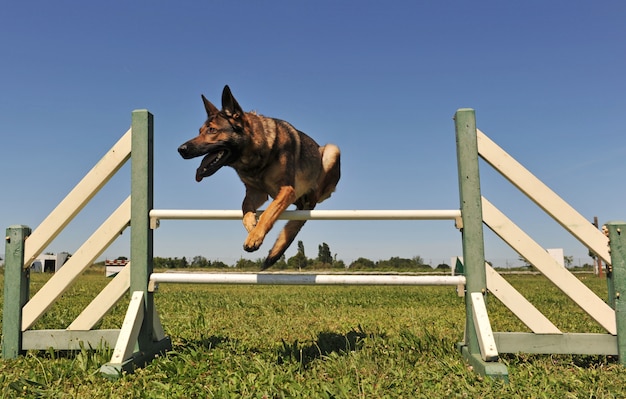 Jumping german shepherd