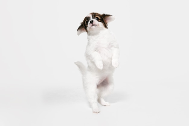 Jumping high. Papillon Fallen little dog is posing. Cute playful braun doggy or pet playing on white studio background. Concept of motion, action, movement, pets love. Looks happy, delighted, funny.