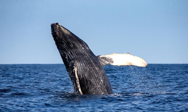 Photo jumping humpback whale megaptera novaeangliae mexico sea of cortez california peninsula