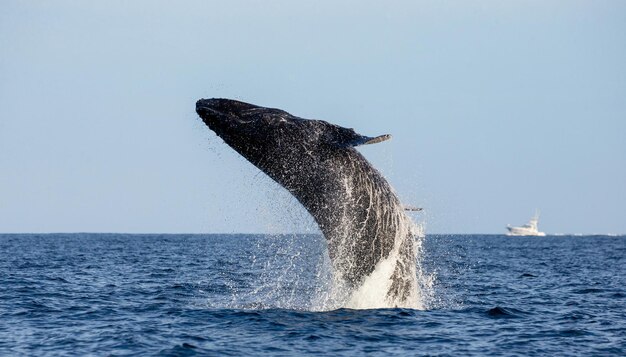 Photo jumping humpback whale megaptera novaeangliae mexico sea of cortez california peninsula