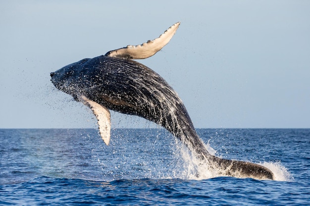Jumping humpback whale Megaptera novaeangliae Mexico Sea of Cortez California Peninsula