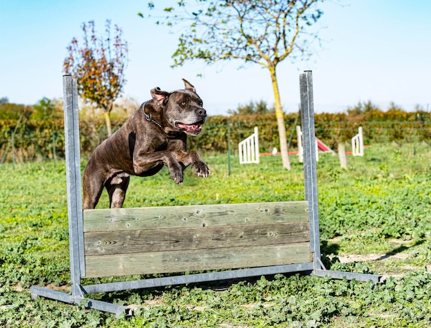 jumping italian mastiff in a training for obedience