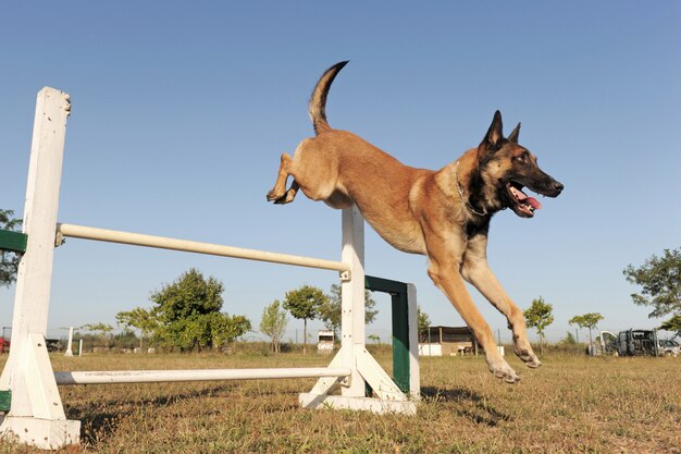 Malinois saltellante