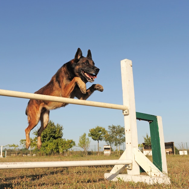 Photo jumping malinois