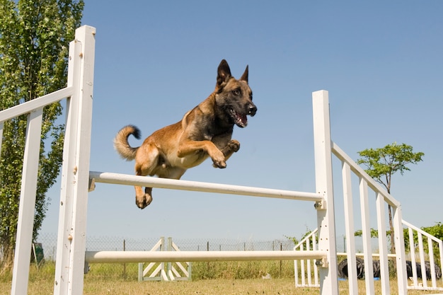 Foto malinois saltellante