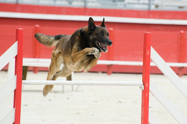 Jumping malinois