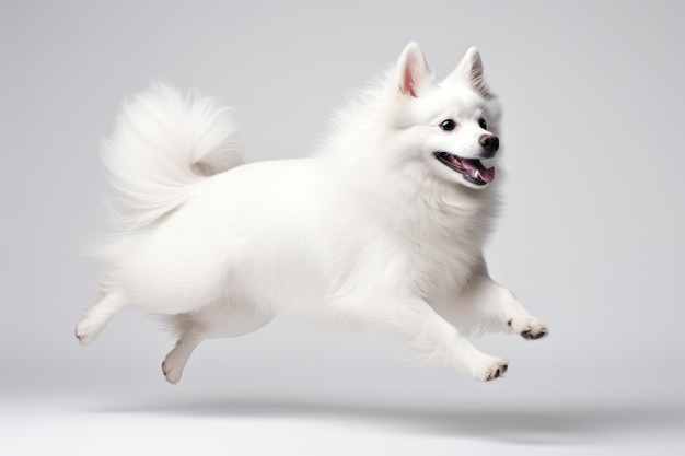 Jumping Moment Amerikaanse Eskimo Hond op witte achtergrond