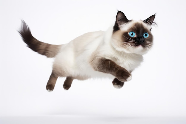 Jumping Moment Snowshoe Cat On White Background