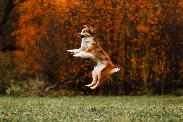 秋の森でジャンプする赤いボーダーコリー犬