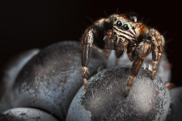 彼の頭に大きな水滴を持ってブラックベリーにハエトリグモ