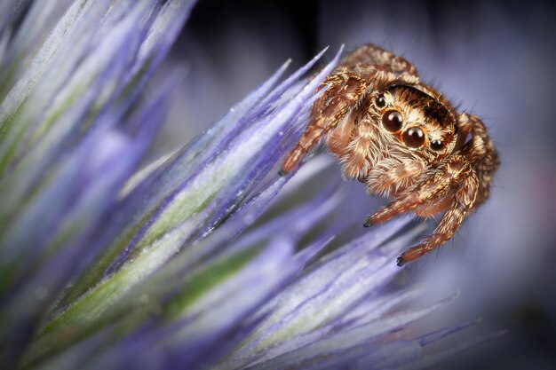 青い海のヒイラギの花のスクワットに針のようにハエトリグモ