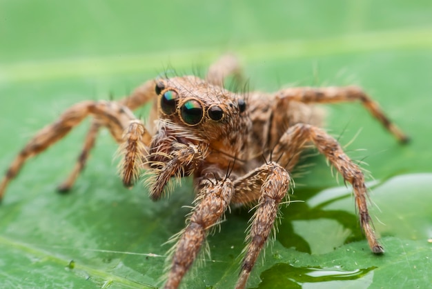 Jumping spider close up