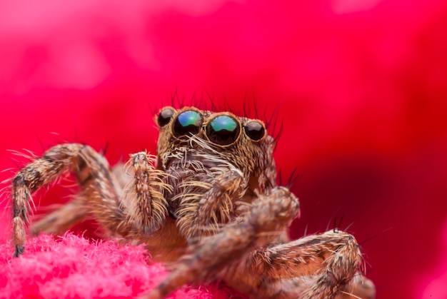 Jumping spider close up