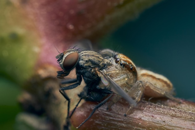 Jumping spider eating a fly on a leaf