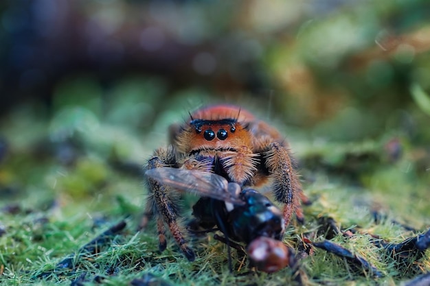 jumping spider eating fly at summer day