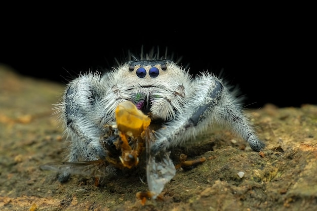 Прыгающий паук ест свою добычу